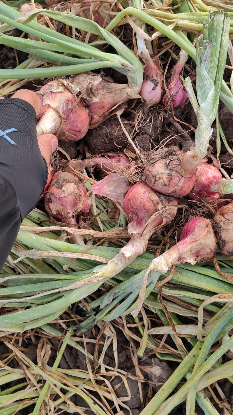 毛葱洋葱视频看货量大从优