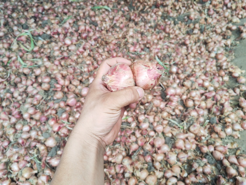 毛葱洋葱视频看货量大从优