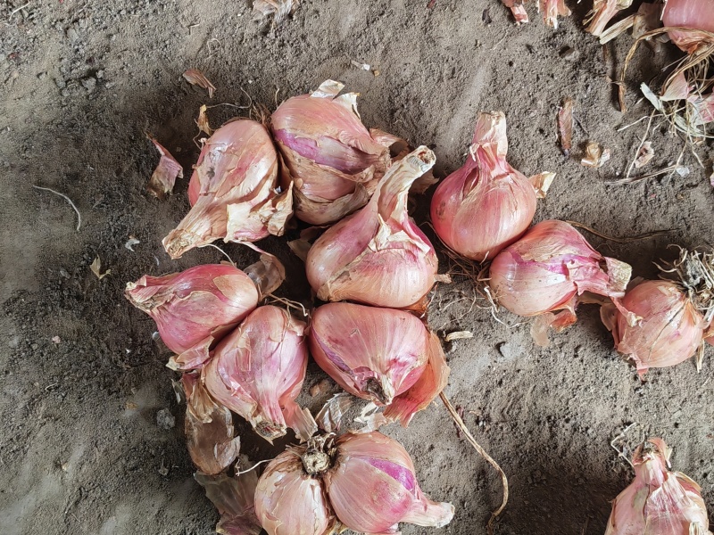 毛葱洋葱视频看货量大从优