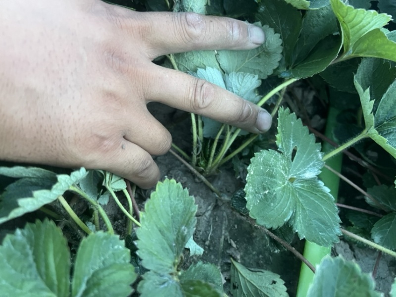 天仙醉草莓苗，脱毒草莓苗，育苗基地供应走货中