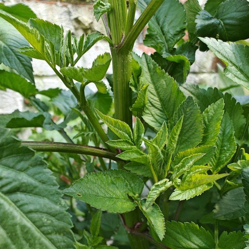 野生鬼针草/鲜货大约2吨鲜货卖完为止/欢迎来电咨询合作