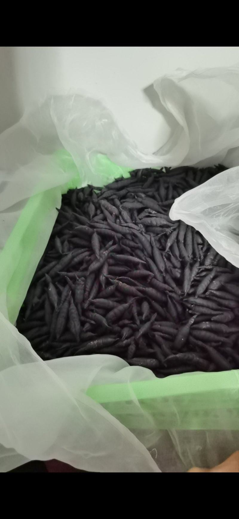 水蛭日本医蛭干品本地一手货源大小规格都有，欢迎来电