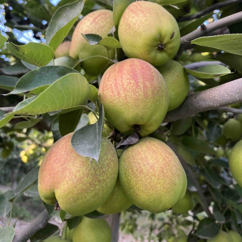 新疆鸭梨🍐