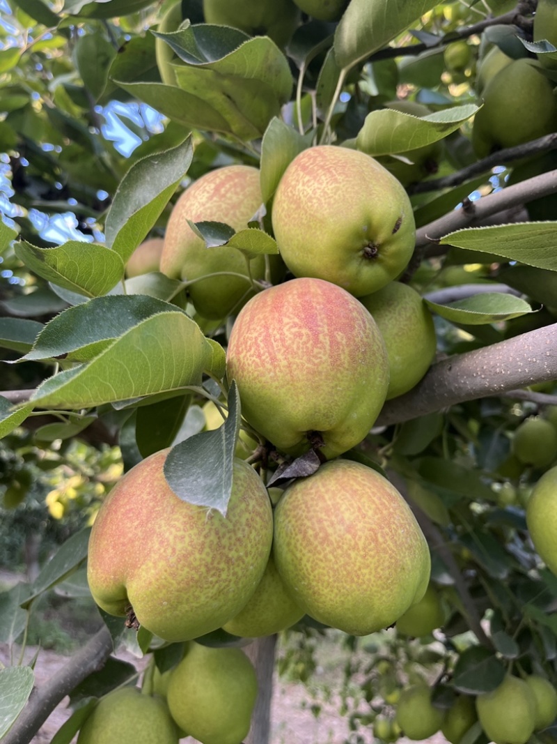 新疆鸭梨🍐