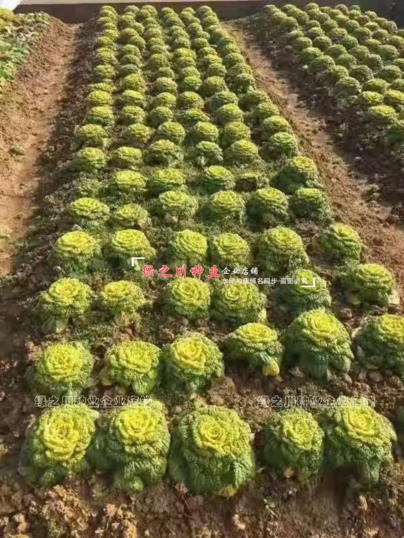 金黄玉腊月乌塌菜种子黄心乌种子特矮颗黄心乌塌菜种籽耐寒