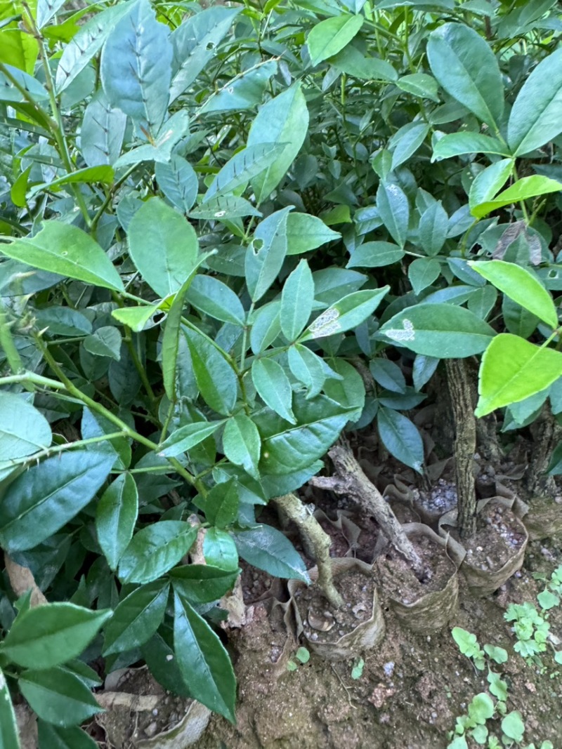 两面针苗