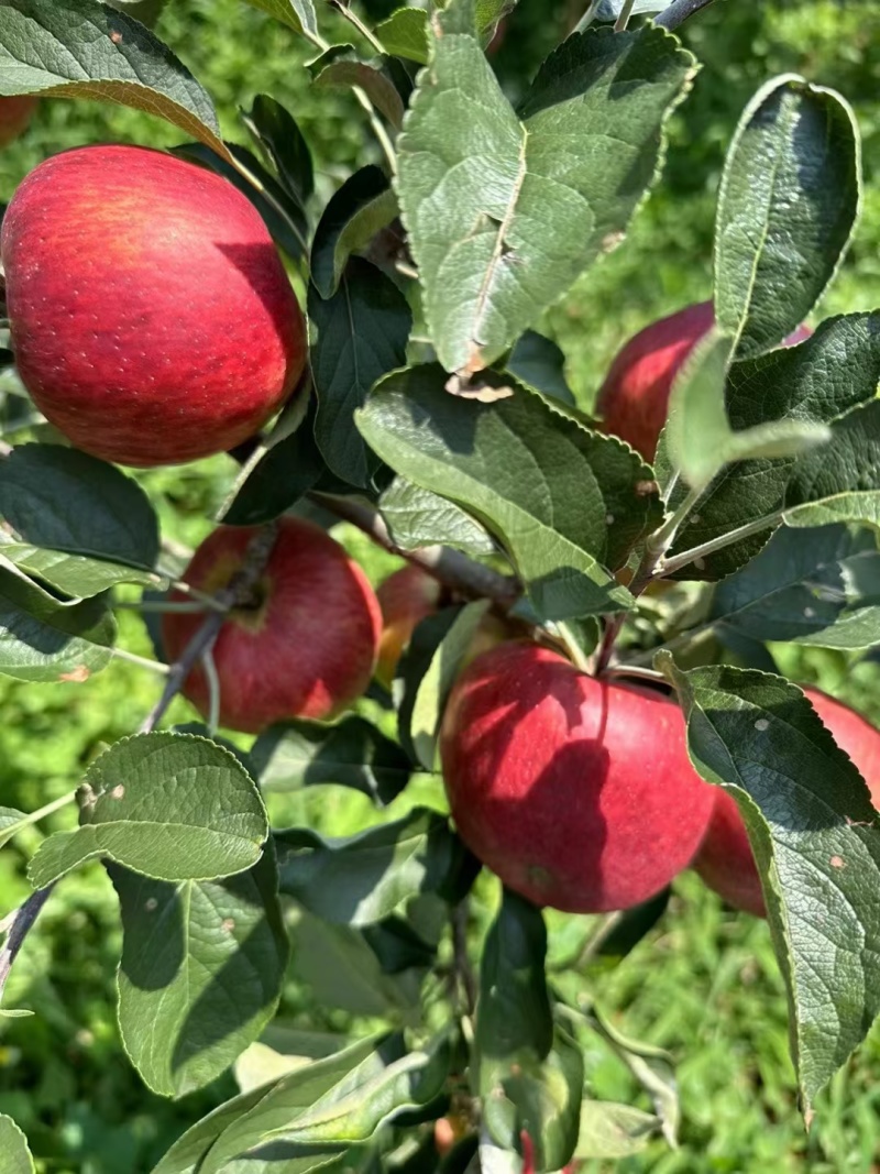 云南昭通早熟糖心苹果红露