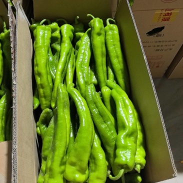 精品牛角
