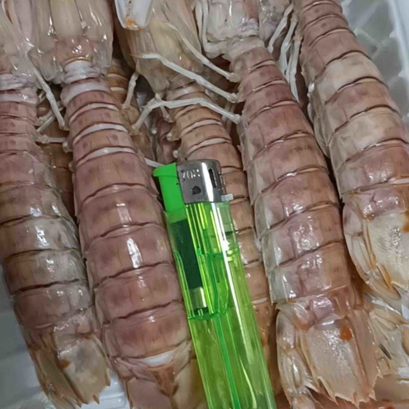 活煮皮皮虾，虾蛄，肉虾，膏虾，一件也是批发价