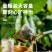（包邮）蜜桃乌龙茶50包白桃乌龙茶三角包商用饮料冷泡茶