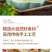 （包邮）蜜桃乌龙茶50包白桃乌龙茶三角包商用饮料冷泡茶