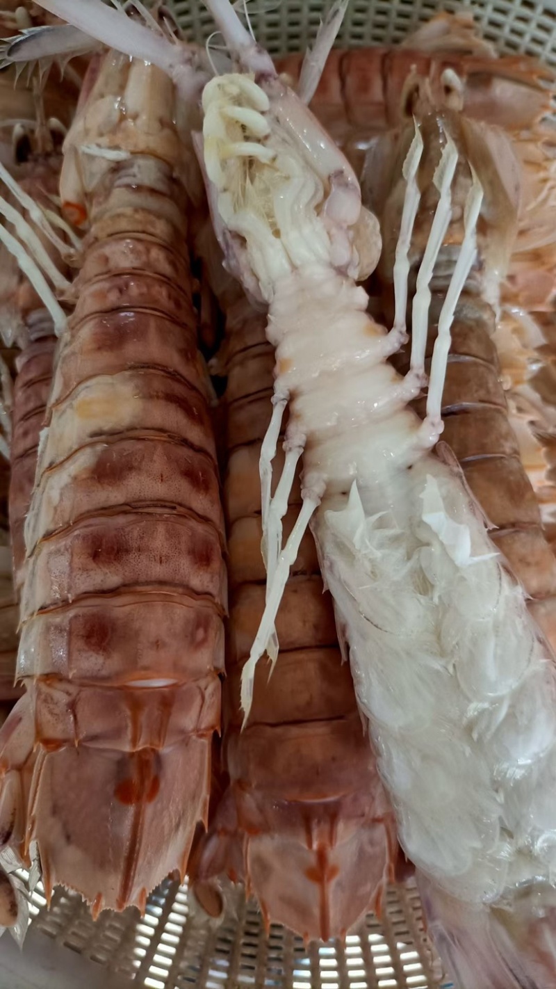 活煮皮皮虾，虾蛄，肉虾，膏虾，一件也是批发价