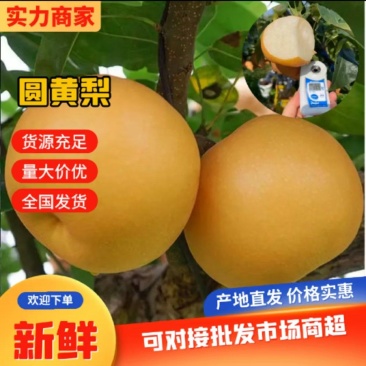 山东莱阳精品元黄梨大量上市产地直供一手货源对接电商直播带