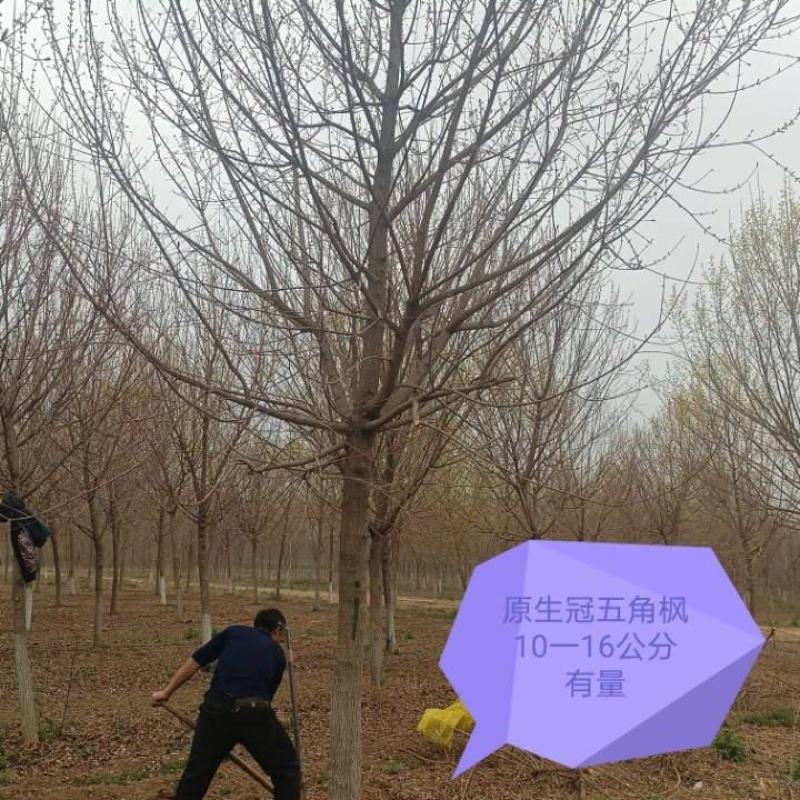 15的五角枫元宝枫