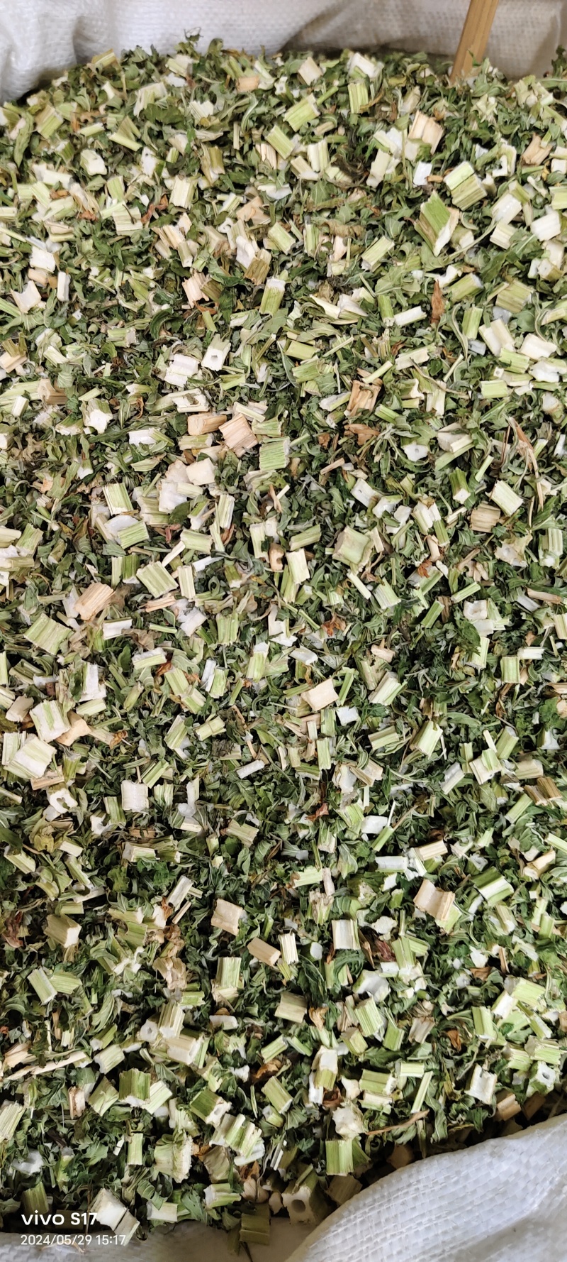 益母草