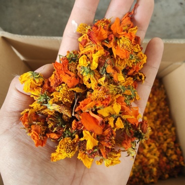 新疆天山高海拔冰菊（红菊货源充足保质保量欢迎电话联系