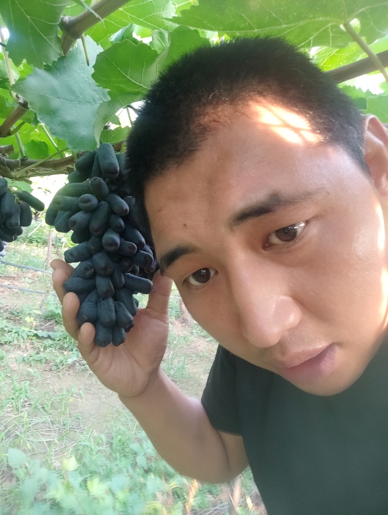 陕西精品蓝宝石颗粒大串型紧揍，糖度高，产地直发，代发全国