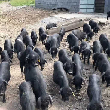 藏香猪跑山猪肉肠腊肉
