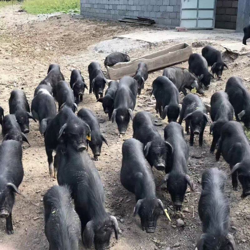 藏香猪跑山猪肉肠腊肉