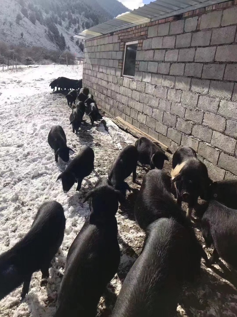 藏香猪跑山猪肉肠腊肉