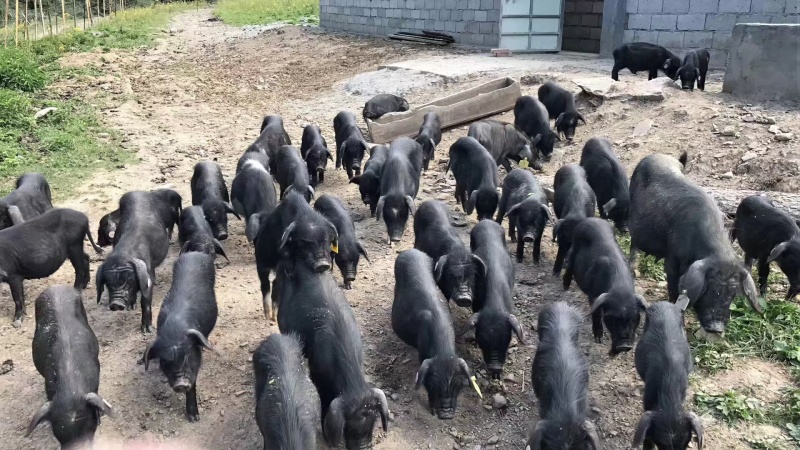 藏香猪跑山猪肉肠腊肉