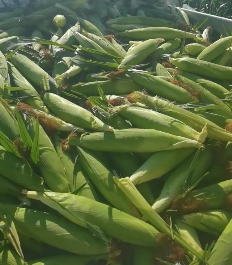 花糯玉米小花糯山东玉米山东花糯玉米大量现货供应