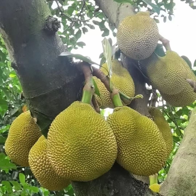 广东菠萝蜜大量上市中珍珠菠萝蜜