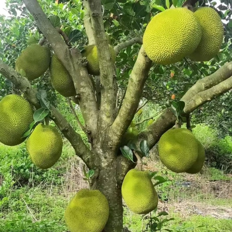广东菠萝蜜大量上市中珍珠菠萝蜜