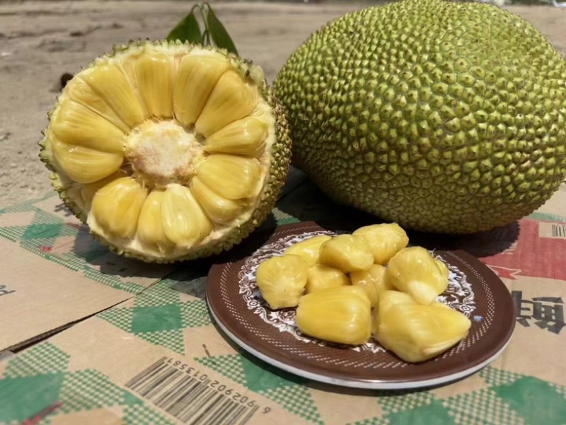 广东菠萝蜜大量上市中珍珠菠萝蜜