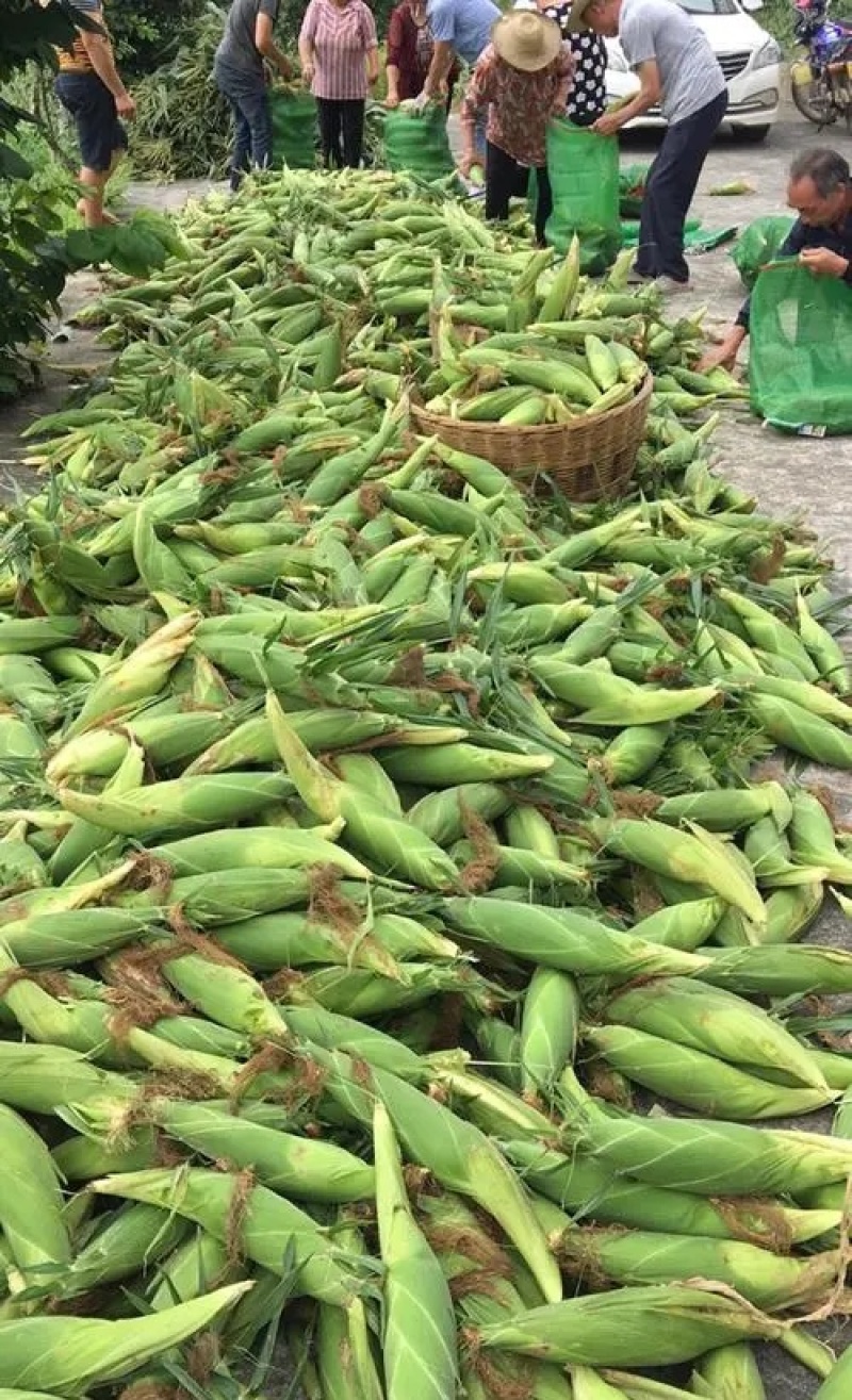 《太阳花玉米》甜玉米嫩玉米鲜玉米山东金乡现摘现发