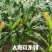《太阳花玉米》甜玉米嫩玉米鲜玉米山东金乡现摘现发