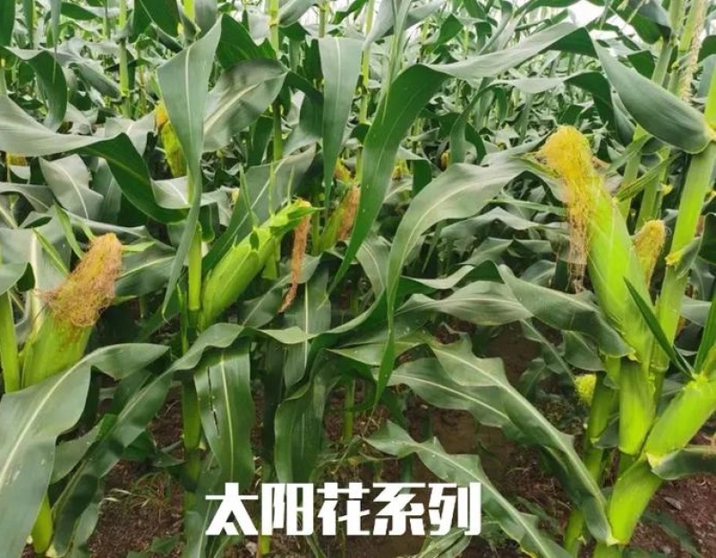 《太阳花玉米》甜玉米嫩玉米鲜玉米山东金乡现摘现发
