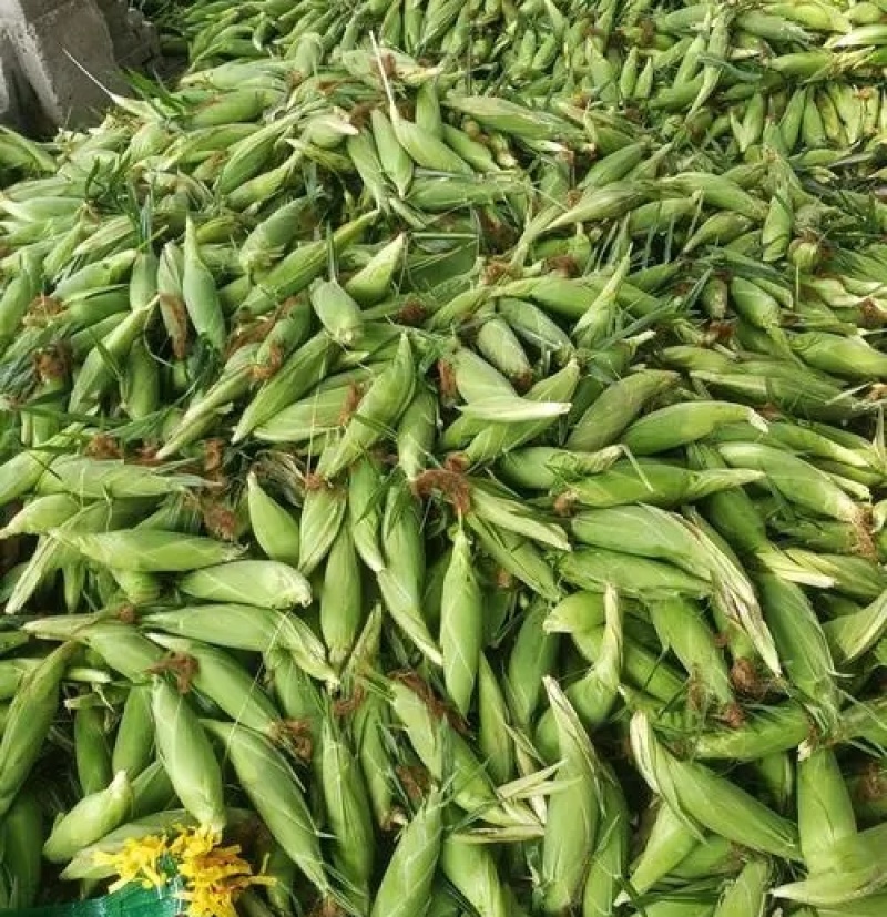 《太阳花玉米》甜玉米嫩玉米鲜玉米山东金乡现摘现发