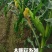 《太阳花玉米》甜玉米嫩玉米鲜玉米山东金乡现摘现发