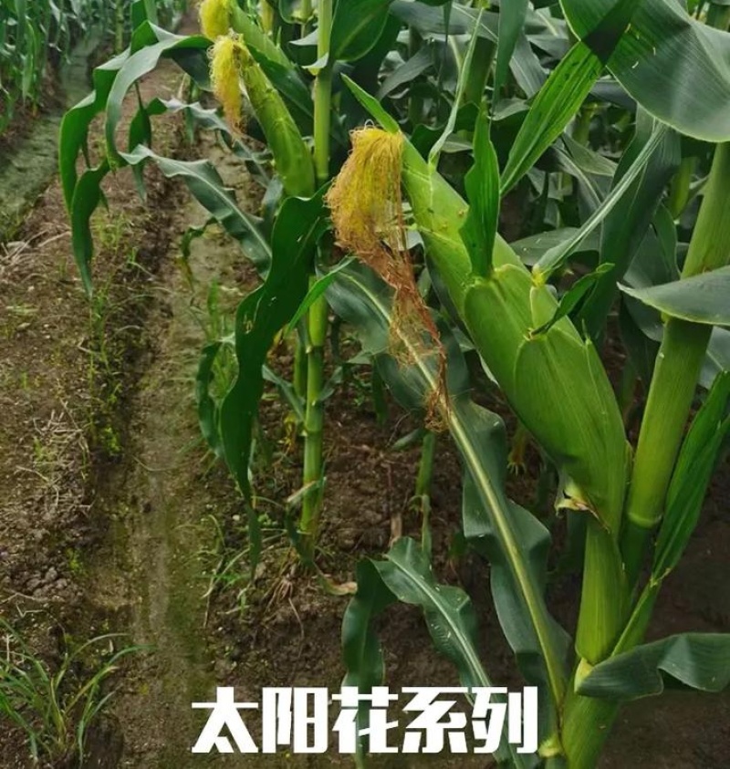 《太阳花玉米》甜玉米嫩玉米鲜玉米山东金乡现摘现发