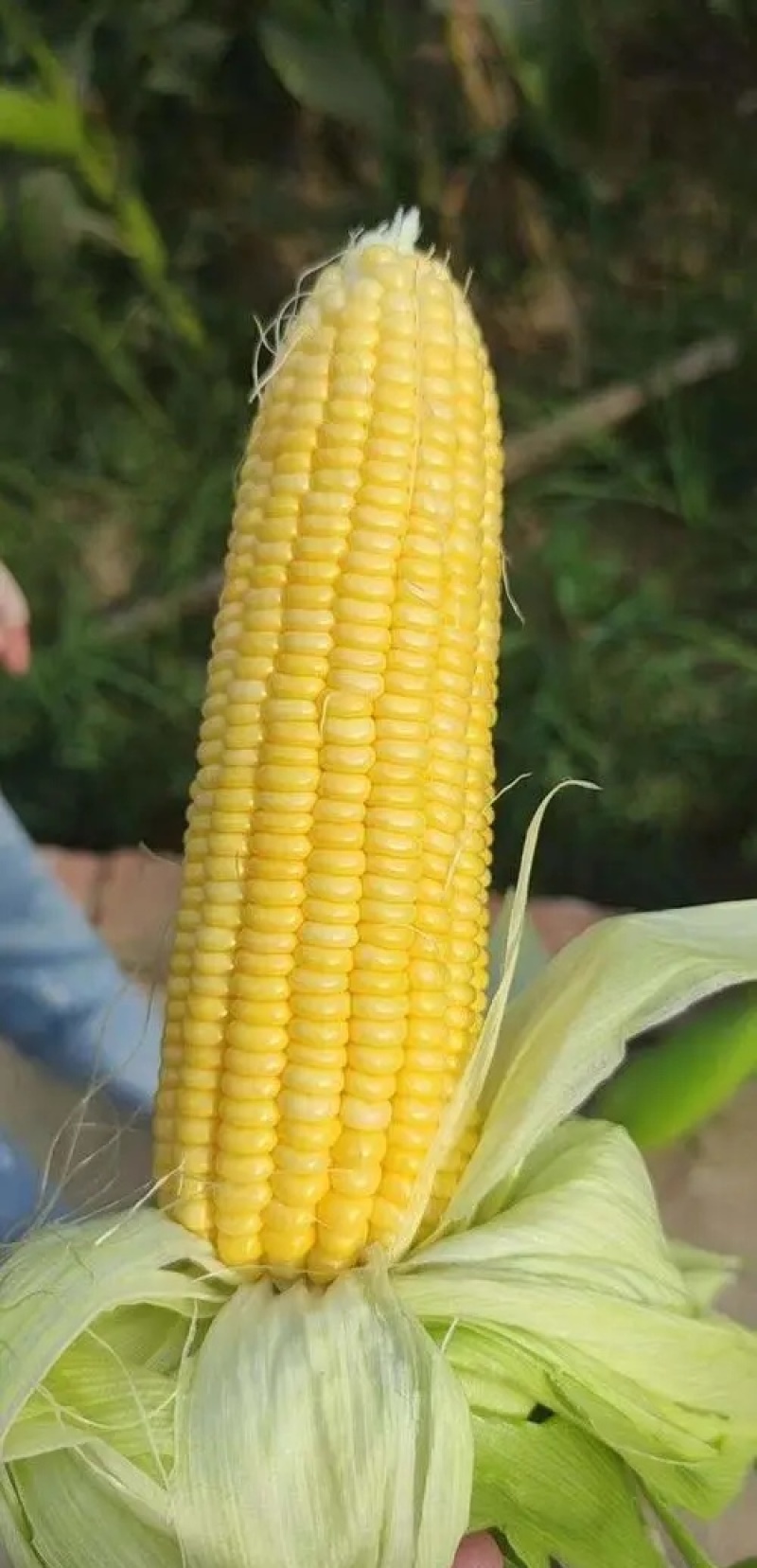 《太阳花玉米》甜玉米嫩玉米鲜玉米山东金乡现摘现发