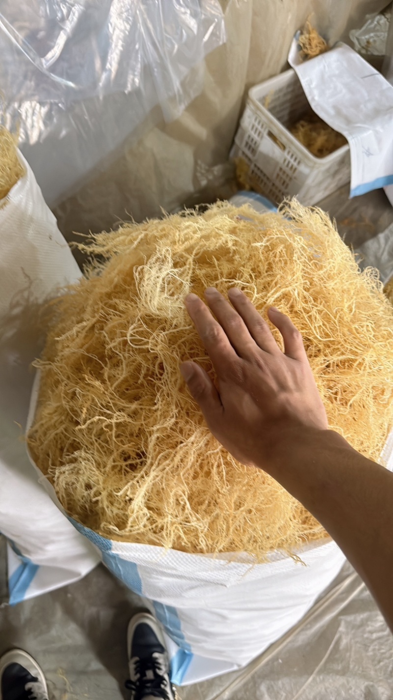 溢香园牌：纯清水龙须菜（鹿角菜、刺菜）厂家直销！