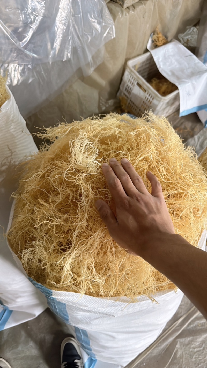 溢香园牌：纯清水龙须菜（鹿角菜、刺菜）厂家直销！