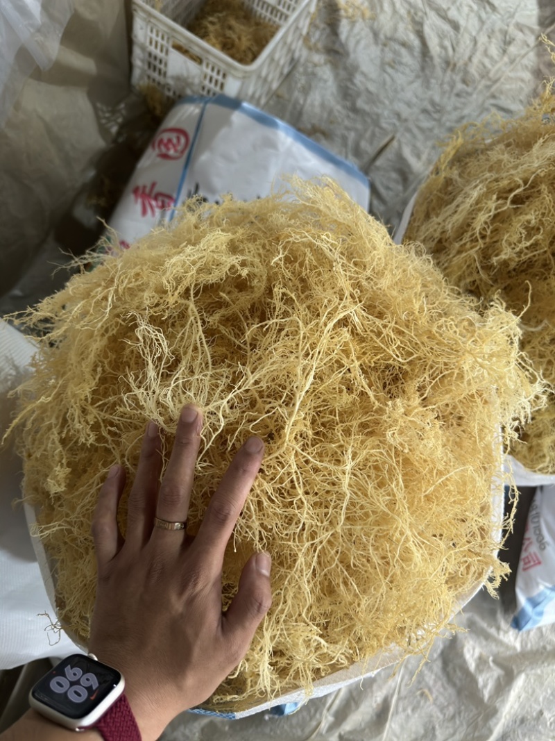 溢香园牌：纯清水龙须菜（鹿角菜、刺菜）厂家直销！