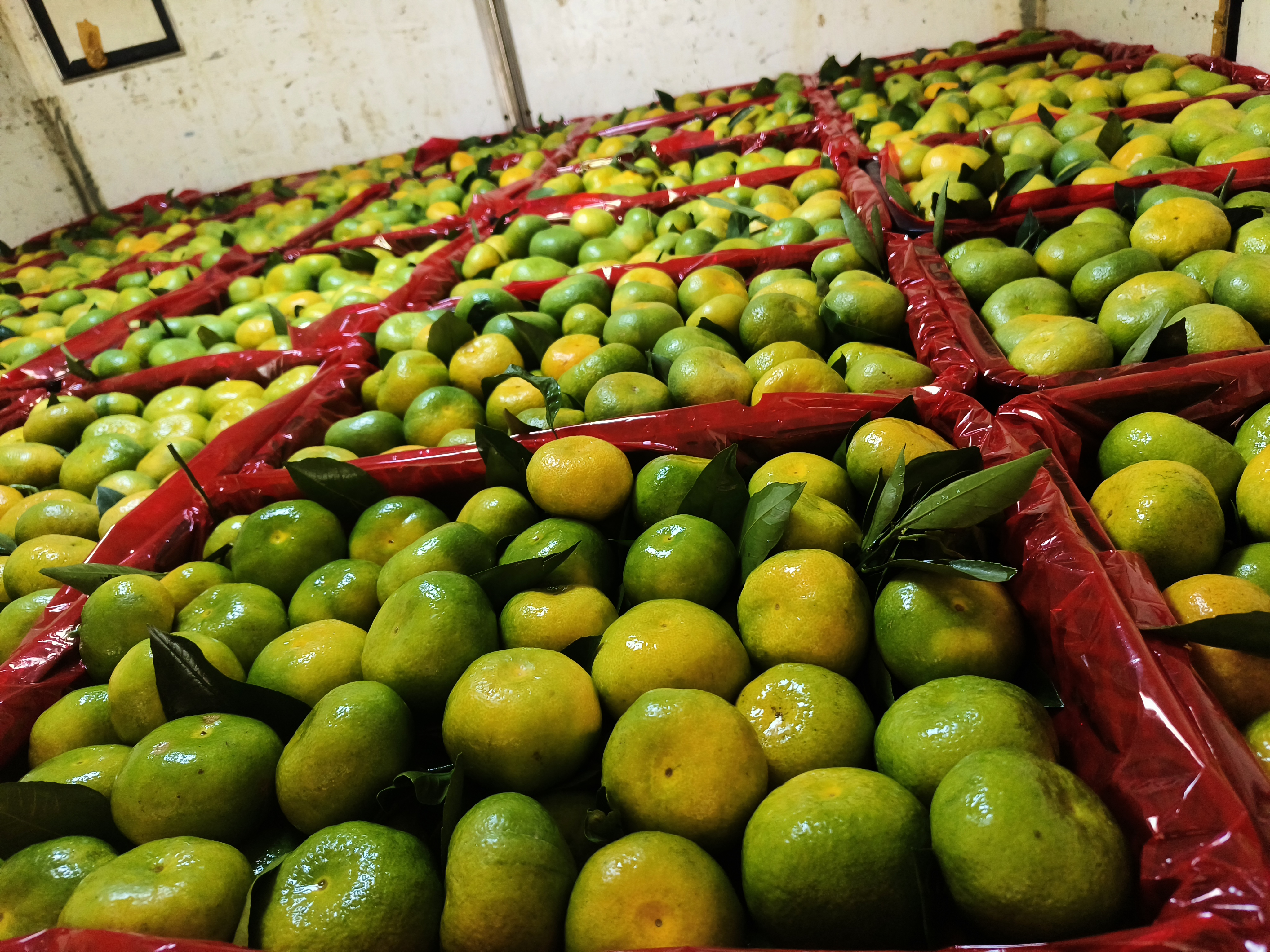 永州脐橙采摘现场