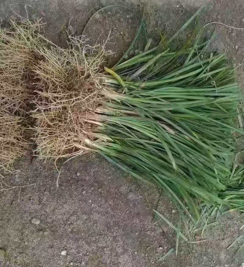 [标题]麦冬草