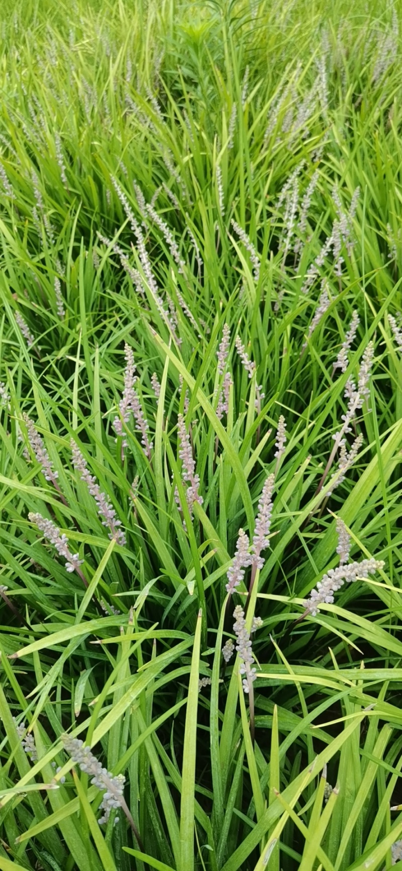 [标题]麦冬草