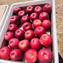 红噶啦🍎四川盐源8月6日实拍照片，大量走货中