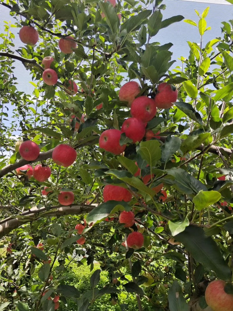 红噶啦🍎四川盐源8月6日实拍照片，大量走货中