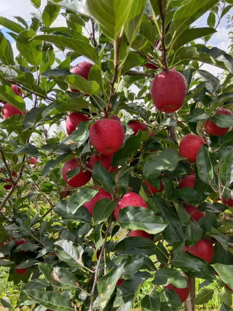 红噶啦🍎四川盐源8月6日实拍照片，大量走货中