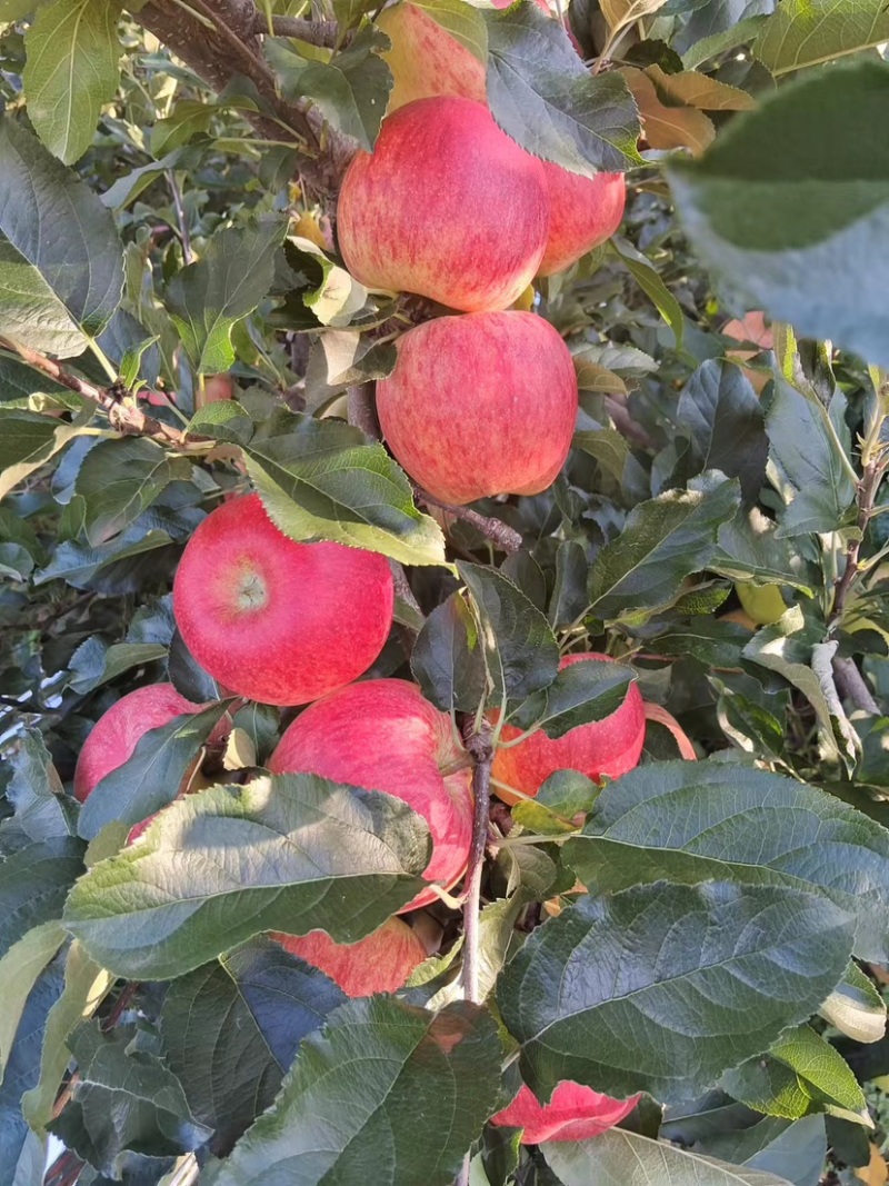 红噶啦🍎四川盐源8月6日实拍照片，大量走货中