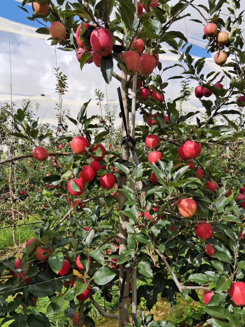 红噶啦🍎四川盐源8月6日实拍照片，大量走货中