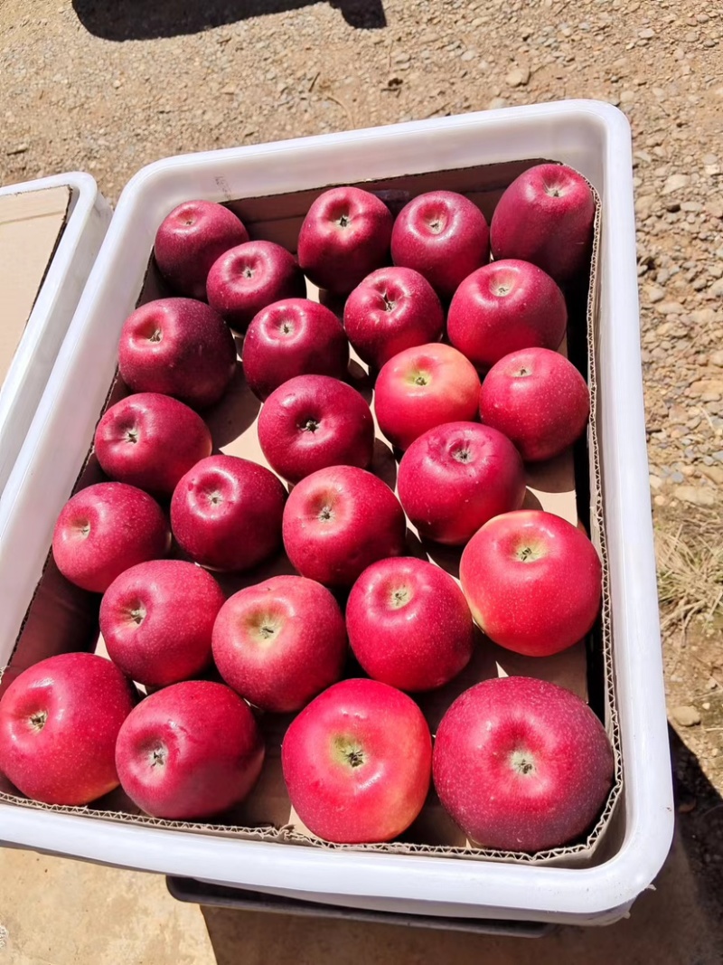 红噶啦🍎四川盐源8月6日实拍照片，大量走货中