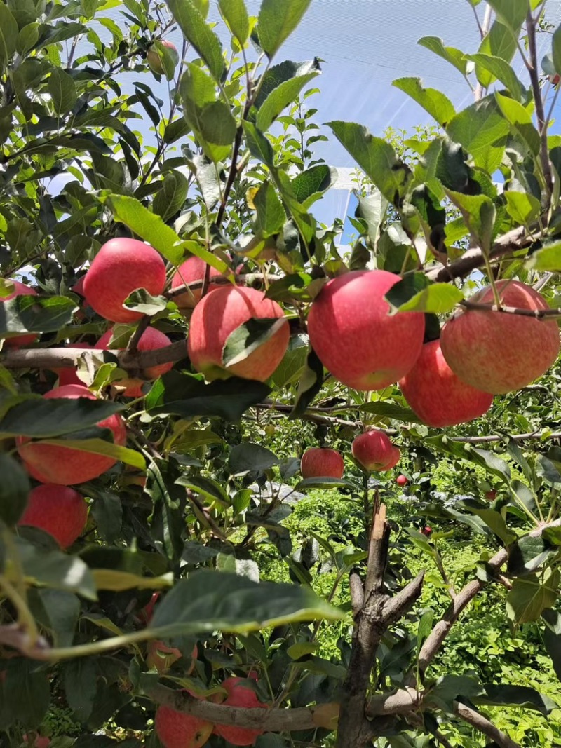 红噶啦🍎四川盐源8月6日实拍照片，大量走货中