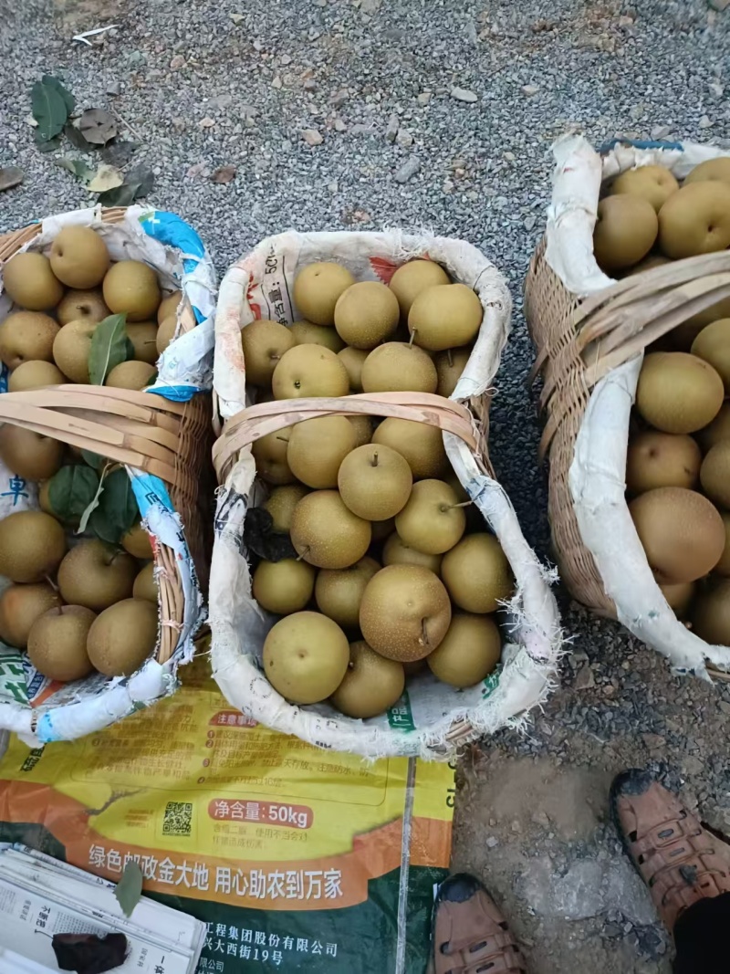 湖北钟祥万亩基地黄花，翠冠，酥翠，华梨，圆黄等大量供应